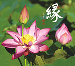 緣